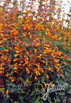 Agastache aurantiaca